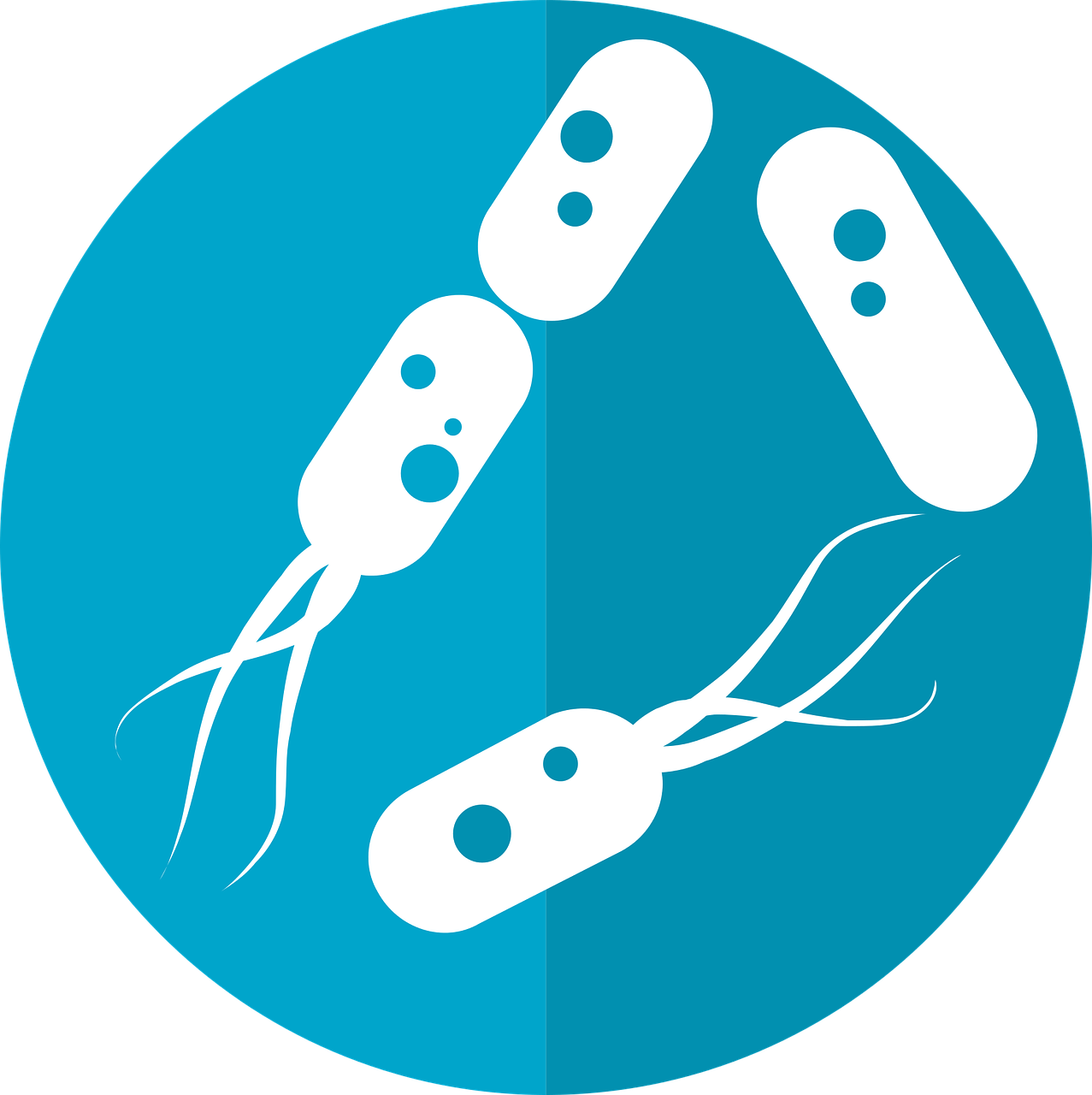 Tarmhelse – prebiotika